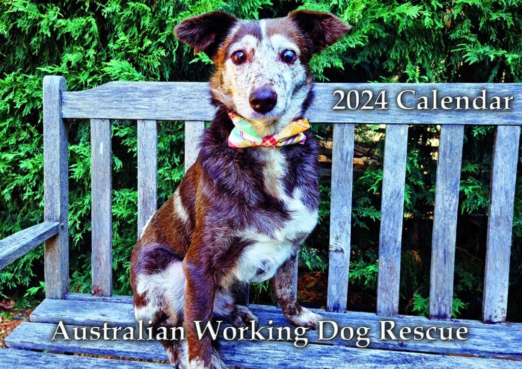 2024 AWDRI Calendar Australian Working Dog Rescue Store   Front Cover Web Size 1024x725 