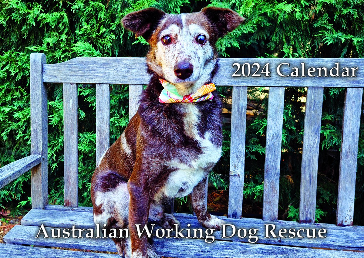 2024 AWDRI Calendar Australian Working Dog Rescue Store   Front Cover Web Size 